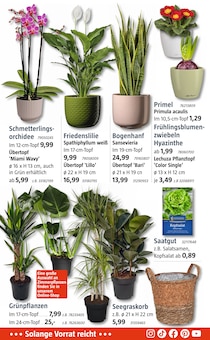 Pflanzen im aktuellen BAUHAUS Prospekt (Hannover) Pflanzen im BAUHAUS Prospekt "Aktuelle Angebote KW 01" mit 14 Seiten (Hannover)