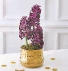 Composition de 3 jacinthes en promo chez U Express Drancy à 6,99 €