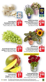 Pflanzen im aktuellen E center Prospekt (Freiburg (Breisgau)) Pflanzen im E center Prospekt "Aktuelle Angebote" mit 57 Seiten (Freiburg (Breisgau))