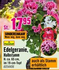 Aktuelles Edelgeranie Halbstamm Angebot bei Hornbach in Herne ab 17,95 €