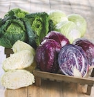 Chou dans le catalogue Netto