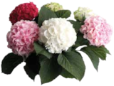 Hortensie XXL im EDEKA Prospekt Hortensie XXL von im aktuellen EDEKA Prospekt für 7,99 €