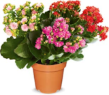 Aktuelle Blumen Angebote bei Netto Marken-Discount in Wuppertal Aktuelles Kalanchoe Angebot bei Netto Marken-Discount in Wuppertal ab 2,99 €