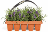 Lavendel Angustifolia Angebote bei Netto Marken-Discount Leverkusen für 5,99 €