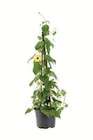 Thunbergia  im aktuellen Lidl Prospekt für 5,99 €