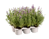 Lavendel angustifolia im Lidl Prospekt Lavendel angustifolia im aktuellen Lidl Prospekt für 5,99 €