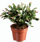 Schlumbergera - Lidl à Villeneuve-d'Ascq Schlumbergera en promo chez Lidl Villeneuve-d'Ascq à 7,99 €