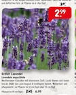 Echter Lavendel im 12 cm-Topf oder 13 cm-Topf im Angebot bei Raiffeisenmarkt in Münster Echter Lavendel im 12 cm-Topf oder 13 cm-Topf Angebote bei Raiffeisenmarkt Münster für 2,99 €