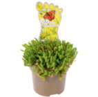 Aktuelles Bodendecker 'Die Trittfesten' Angebot bei toom Baumarkt in Hamm ab 2,29 €