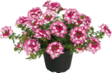 Beet- und Balkonpflanzen Angebote bei Globus-Baumarkt Reutlingen für 2,99 €