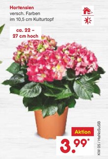 Hortensien bei Netto Marken-Discount in Halle Hortensien im Angebot bei Netto Marken-Discount Halle für 3,99 €