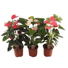 Anthurium en promo chez Carrefour Anthurium dans le catalogue Carrefour