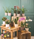 Kalanchoe dans le catalogue Super U