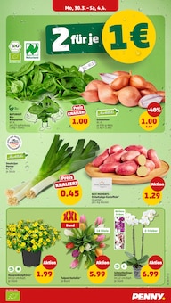 Tulpen im Penny Prospekt "Wer günstig will, muss Penny." mit 43 Seiten (Saarbrücken)