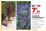 Plantes d'ornement - Super U à Toulon Plantes d'ornement en promo chez Super U Toulon à 7,99 €