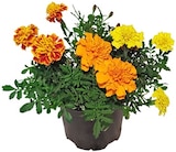 Studentenblume im REWE Prospekt Studentenblume von im aktuellen REWE Prospekt für 1,29 €
