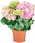 Aktuelle Hortensie Angebote bei Netto Marken-Discount in Dresden Aktuelles Hortensienbusch Angebot bei Netto Marken-Discount in Dresden ab 7,99 âŹ