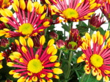 Chrysanthème - Norma à Reims Chrysanthème en promo chez Norma Reims à 1,49 €