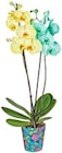 Orchidee im Angebot bei Kaufland in Melle Orchidee Angebote bei Kaufland Melle für 10,99 €