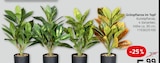 Grünpflanze im Topf im ROLLER Prospekt Grünpflanze im Topf von im aktuellen ROLLER Prospekt für 5,99 €