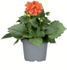 Aktuelles Beetpflanzen Angebot bei toom Baumarkt in Salzgitter ab 2,99 €