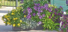 Silberregen (Dichondra) bei OBI in Neunkirchen Silberregen (Dichondra) im Angebot bei OBI Neunkirchen für 2,29 €