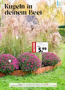 Blumen im Moubis Pflanzenhof Prospekt "Herbst in voller Blüte" mit 8 Seiten (Münster)