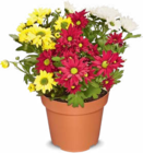 Aktuelles dreifarbige Chrysantheme Angebot bei Netto Marken-Discount in Bremen ab 1,99 €