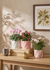 Promo Plante fleurie à 6,00 € dans le catalogue Jardiland à Laon