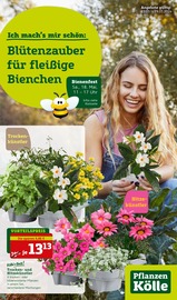 Aktueller Pflanzen Kölle Garten & Pflanzen Prospekt in Christinendorf und Umgebung, "Blütenzauber für fleissige Bienchen!" mit 16 Seiten, 13.05.2024 - 19.05.2024