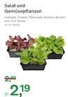 Salat und Gemüsepflanzen im Angebot bei BayWa AG in Heilbronn Salat und Gemüsepflanzen Angebote bei BayWa AG Heilbronn für 2,19 €