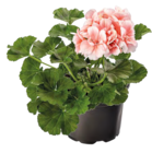 Aktuelles Geranien (Pelargonium) Angebot bei OBI in Erfurt ab 1,49 €