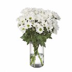 Chrysanthemen für 2,49 € bei Lidl im Angebot Chrysanthemen im aktuellen Lidl Prospekt