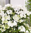 Hydrangea Runaway Bride 'Snow White' Angebote bei OBI Erlangen für 19,99 €