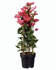 Bougainvillier - Lidl à Rueil-Malmaison Bougainvillier en promo chez Lidl Rueil-Malmaison à 11,99 €