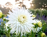 Blumenzwiebeln 'Calla' im Angebot bei Thomas Philipps in Hemer Blumenzwiebeln 'Calla' Angebote bei Thomas Philipps Hemer für 1,99 €