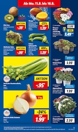 Spargel im Lidl Prospekt in Kassel Aktueller Lidl Prospekt mit Spargel, "LIDL LOHNT SICH", Seite 5