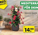 Dipladenien-Pyramide bei Hagebaumarkt im Brake Prospekt für 14,99 €