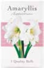 Netto mit dem Scottie Uelzen - Amaryllis in Geschenkbox Angebot im Prospekt Amaryllis in Geschenkbox bei Netto mit dem Scottie im Uelzen Prospekt für 2,89 €
