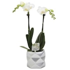 Orchidée Phalaenopsis 2 branches botanic avec son cache-pot - BOTANIC® - Botanic à Clichy Orchidée Phalaenopsis 2 branches botanic avec son cache-pot - BOTANIC® en promo chez Botanic Clichy à 17,99 €