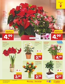 Pflanzen im aktuellen Netto Marken-Discount Prospekt (Hannover) Pflanzen im Netto Marken-Discount Prospekt "Aktuelle Angebote" mit 59 Seiten (Hannover)