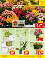 Chrysantheme im Netto Marken-Discount Prospekt in Berlin Aktueller Netto Marken-Discount Prospekt mit Chrysantheme, "Aktuelle Angebote", Seite 28