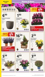 Fleurs Angebote im Prospekt "OFFRES EXCLUSIVES Lidl Plus ! ENCORE +++ DE PROMOS" von Lidl auf Seite 4