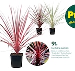 Cordyline australis à 9,99 € dans le catalogue Truffaut