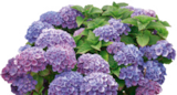 Hortensia primeur fleuri - Fleurs de - LaMaison.fr à Caen Hortensia primeur fleuri - Fleurs de en promo chez LaMaison.fr Caen à 15,95 €