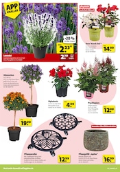 Aktueller Hagebaumarkt Prospekt mit Lavendel, "Pflanze mit uns Blütenfreude", Seite 4