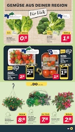 Kohle Angebot & Preis im aktuellen Netto mit dem Scottie Prospekt Kohle Angebot im aktuellen Netto mit dem Scottie Prospekt auf Seite 3