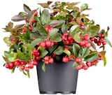 Scheinbeere im Angebot bei Thomas Philipps in Gelsenkirchen Scheinbeere Angebote bei Thomas Philipps Gelsenkirchen für 2,99 €