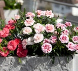 Promo Œillets variés à  dans le catalogue Point Vert à Soumoulou