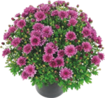 Chrysanthème - Gardenline en promo à 4,29 € chez Aldi Chrysanthème - Gardenline dans le catalogue Aldi